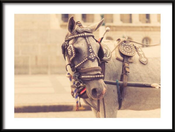 Affiche cheval gris
