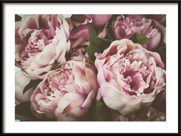 Affiche de fleurs de pivoine