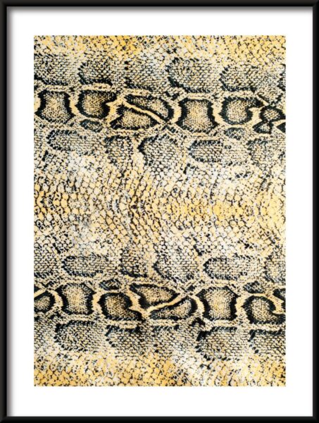 Affiche peau de serpent – Image 3