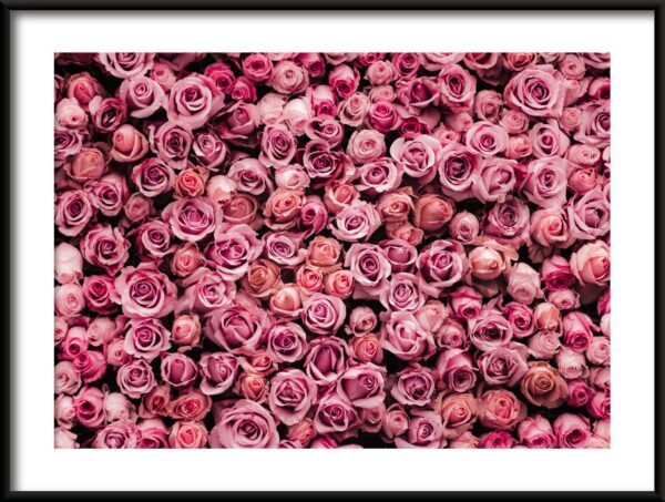 Affiche Mer de roses