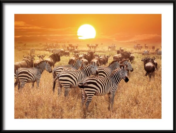 Affiche de la faune africaine
