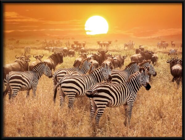 Affiche de la faune africaine – Image 2