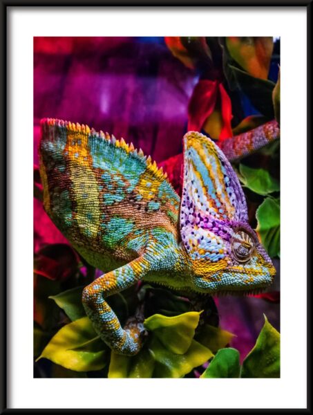 Affiche de caméléon coloré – Image 3