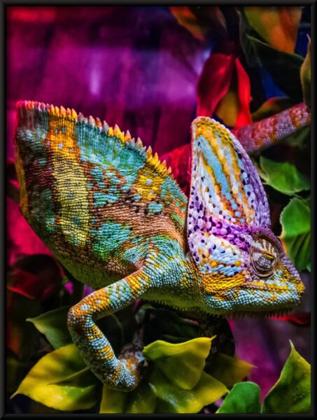 Affiche de caméléon coloré – Image 4