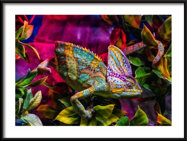 Affiche de caméléon coloré