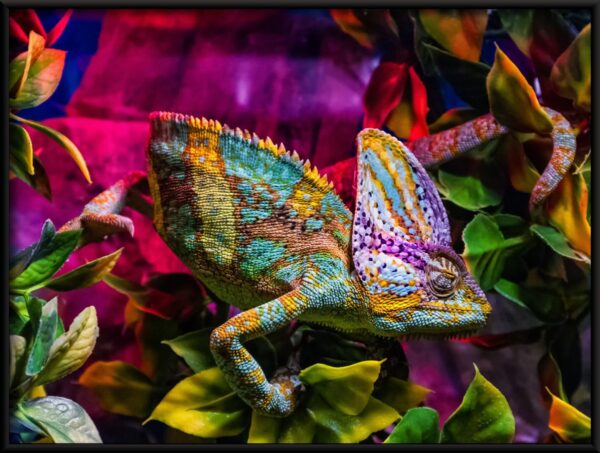 Affiche de caméléon coloré – Image 2
