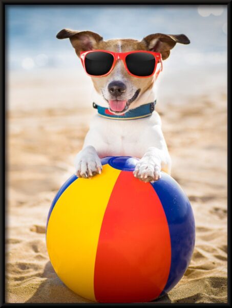 Chien en vacances Poster – Image 4