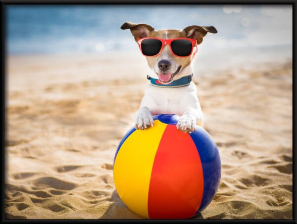 Chien en vacances Poster – Image 2