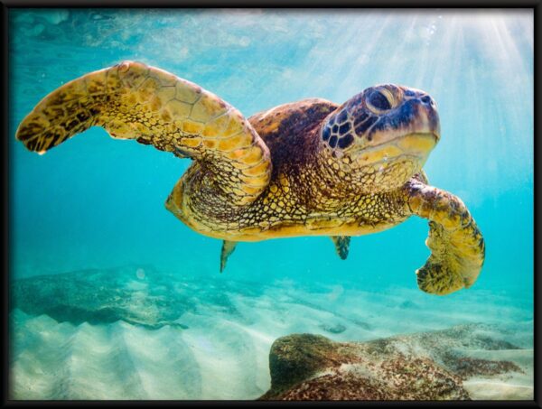 Tortue nageuse Poster – Image 2