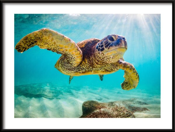 Tortue nageuse Poster