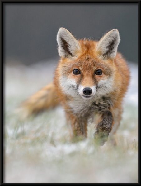 Affiche de renard qui marche – Image 4