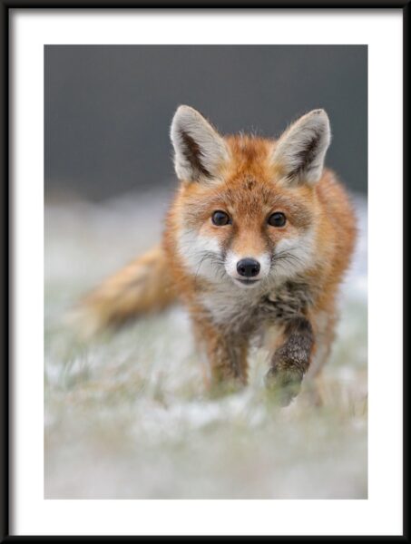 Affiche de renard qui marche – Image 3