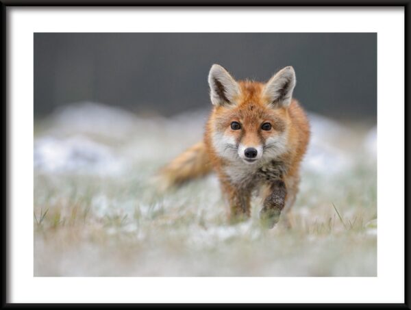 Affiche de renard qui marche