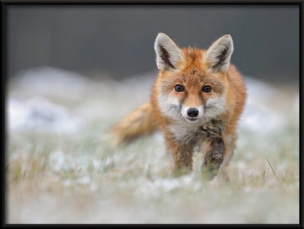 Affiche de renard qui marche – Image 2