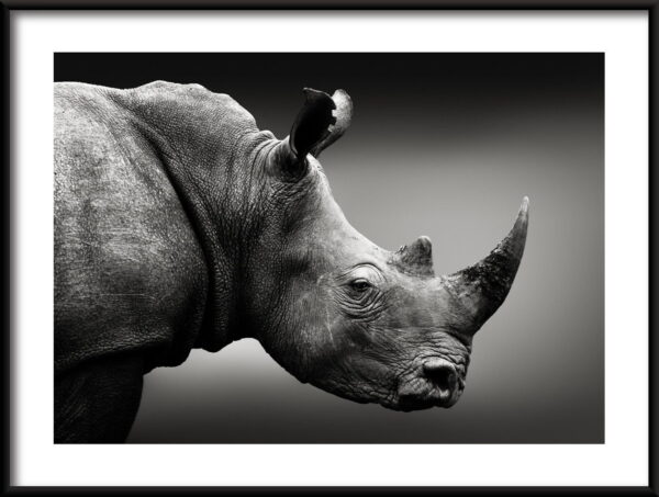 Rhinocéros en noir Poster