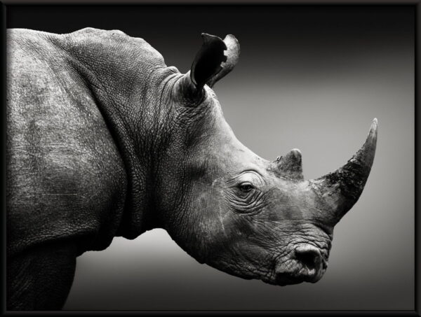Rhinocéros en noir Poster – Image 2