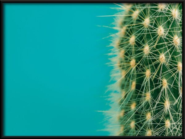 La moitié d'une affiche de cactus – Image 2