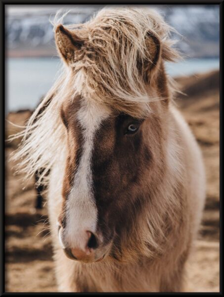 Cheval gros plan affiche – Image 4