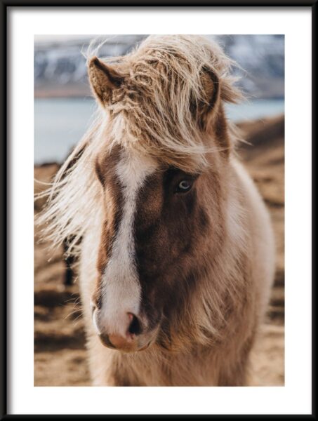 Cheval gros plan affiche – Image 3