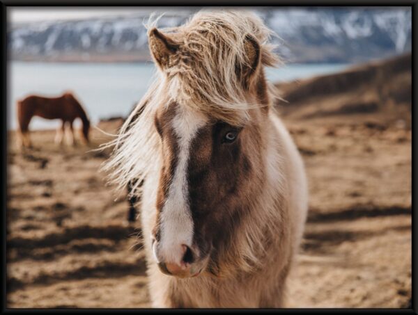 Cheval gros plan affiche – Image 2