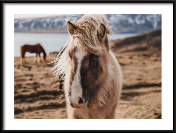 Cheval gros plan affiche