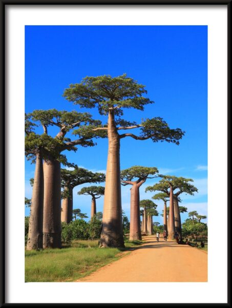 Affiche Dans La Forêt Exotique – Image 3