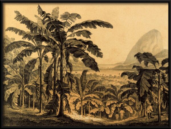 Affiche imprimé jungle – Image 2