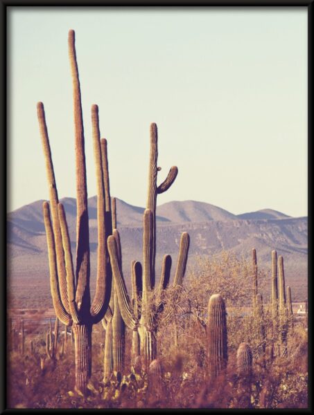 Affiche forêt de cactus – Image 4