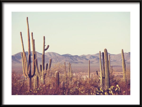 Affiche forêt de cactus