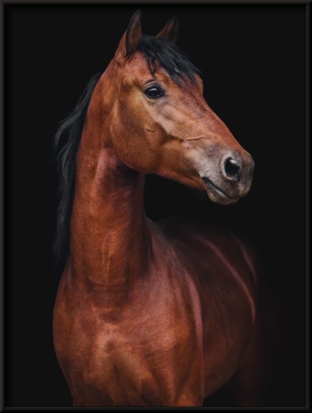 Cheval de beauté Poster – Image 2