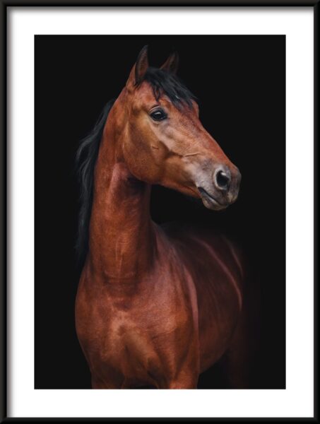 Cheval de beauté Poster