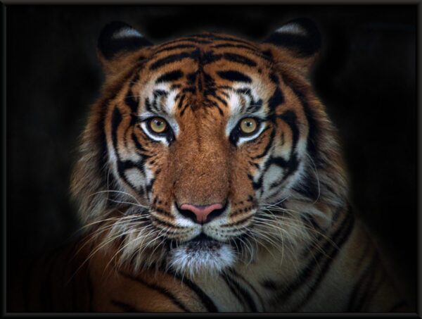 Affiche Rencontre avec un Tigre – Image 2