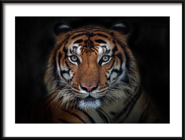 Affiche Rencontre avec un Tigre