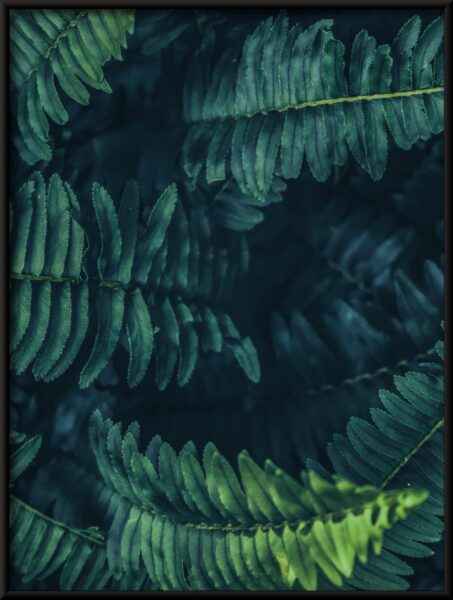 Feuilles de fougère Poster – Image 4