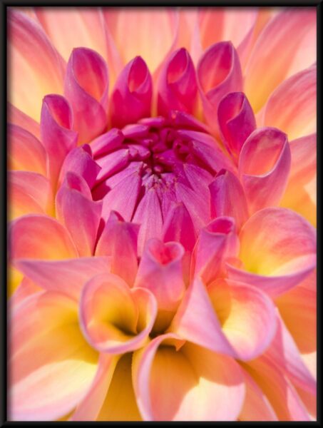 Affiche fleur de dahlia – Image 4