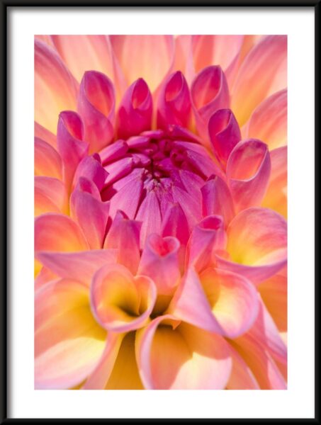 Affiche fleur de dahlia – Image 3