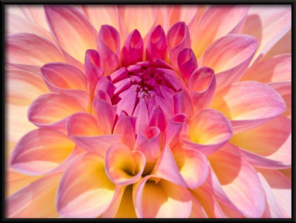 Affiche fleur de dahlia – Image 2