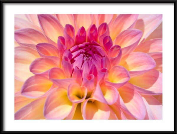 Affiche fleur de dahlia