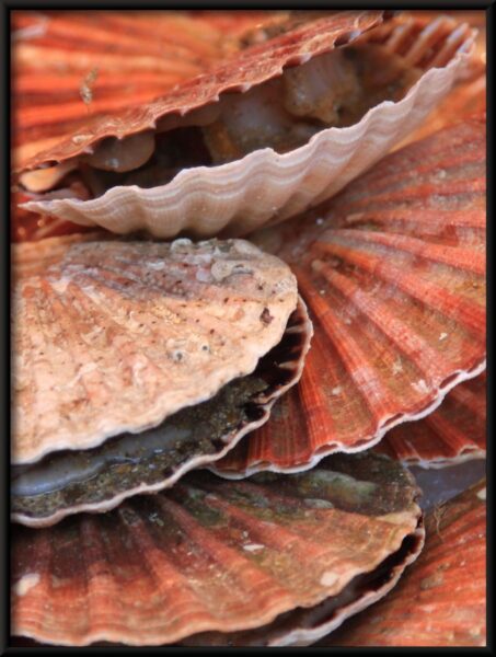 Coquilles de perles Poster – Image 4