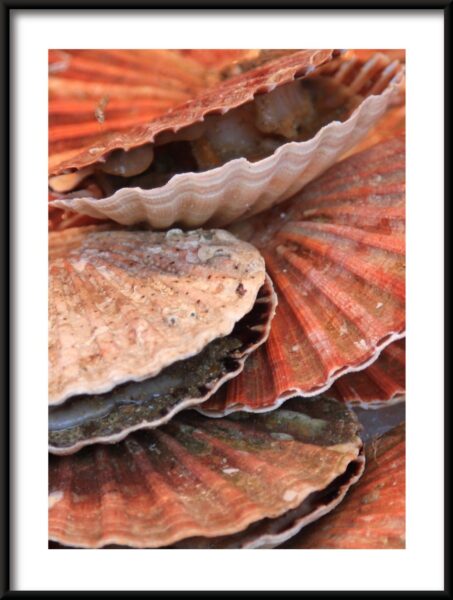 Coquilles de perles Poster – Image 3