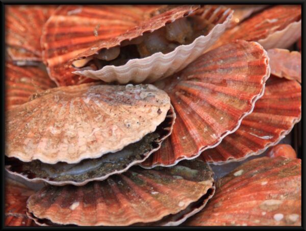 Coquilles de perles Poster – Image 2