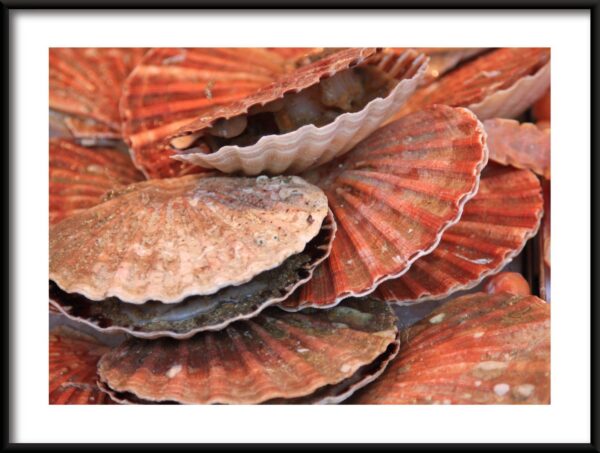 Coquilles de perles Poster