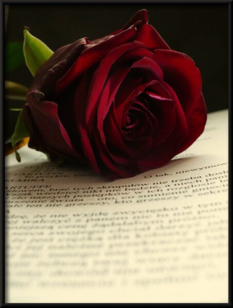 Rose du mot affiche – Image 2