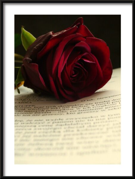 Rose du mot affiche