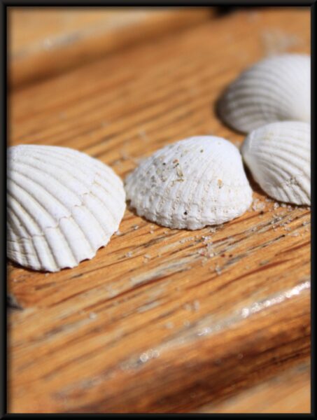 Affiche de coquillages blancs – Image 4