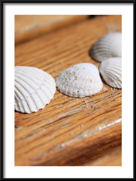 Affiche de coquillages blancs – Image 3
