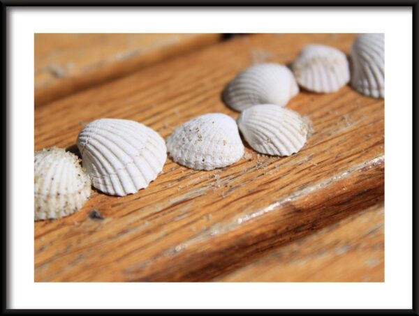 Affiche de coquillages blancs