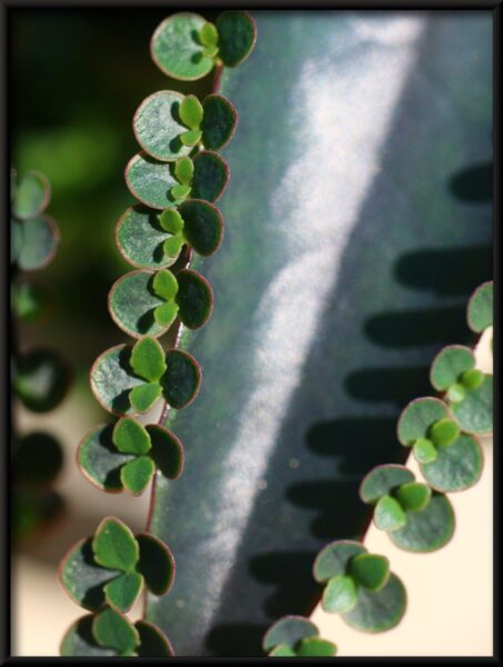 Feuille de la plante vivipare – Image 4
