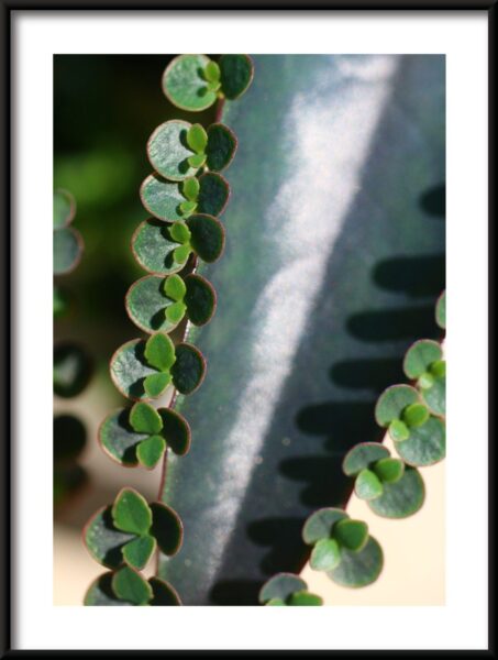 Feuille de la plante vivipare – Image 3