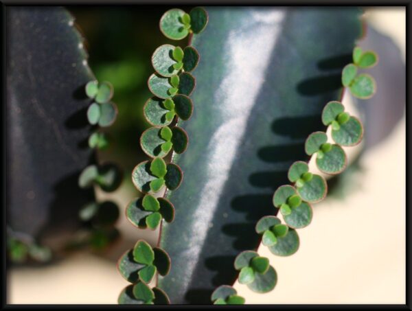 Feuille de la plante vivipare – Image 2